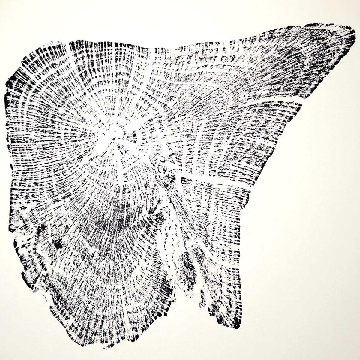 Chêne 04 – Image 3