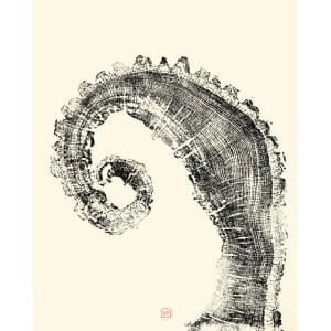 Chêne 11
