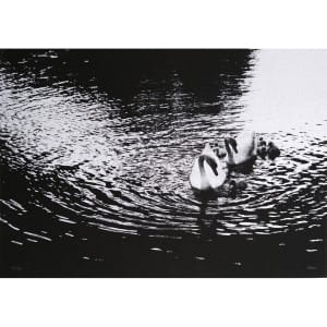 Cygnes