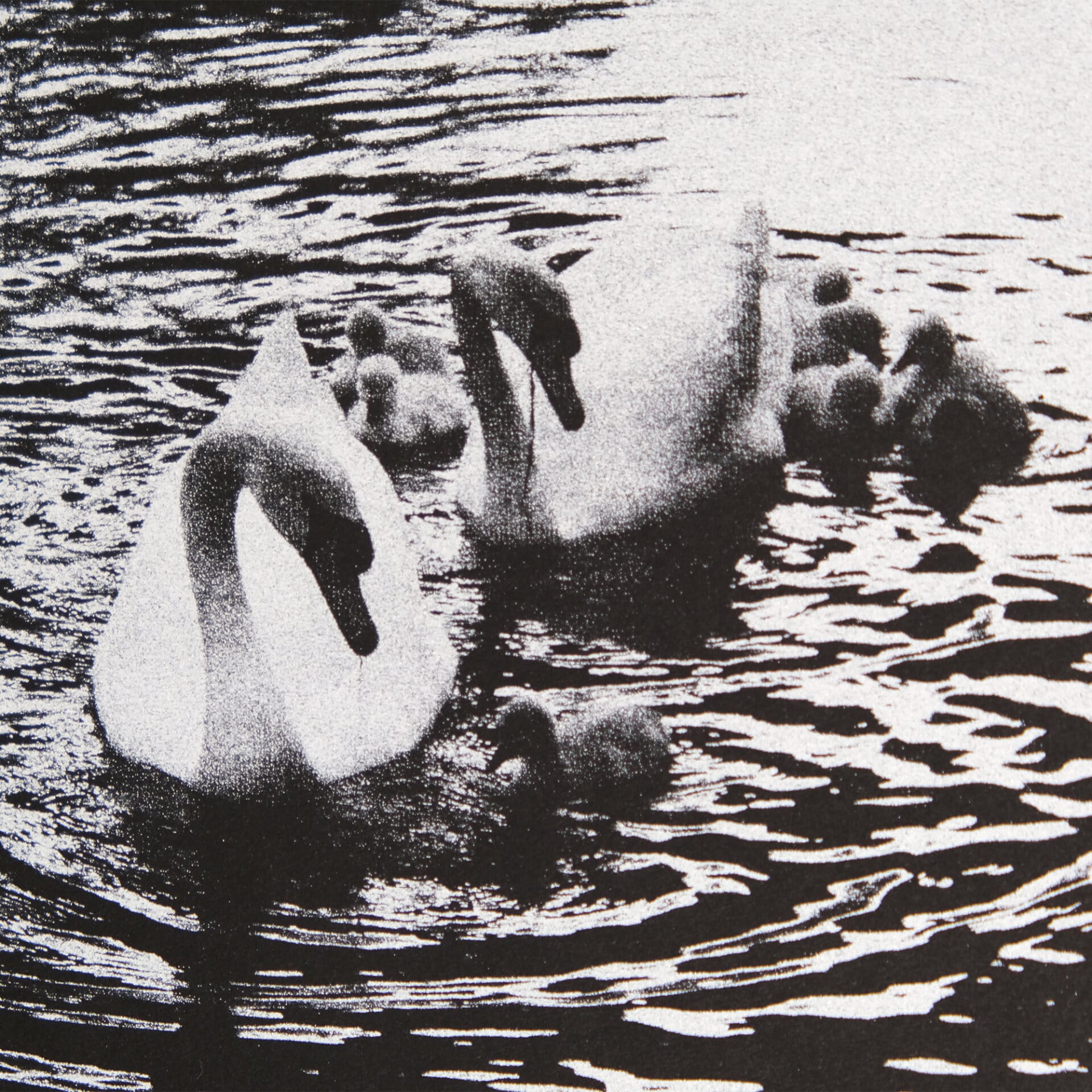 Cygnes – Image 2