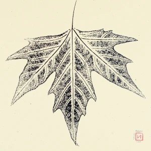 Feuille de platane