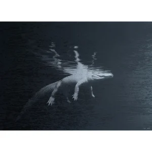 Alligator